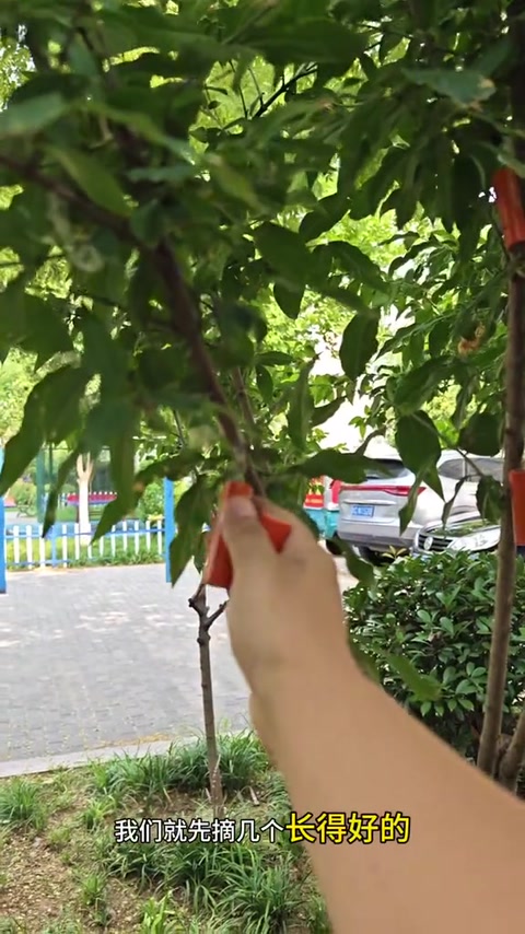 树上摘电池 · 00:24