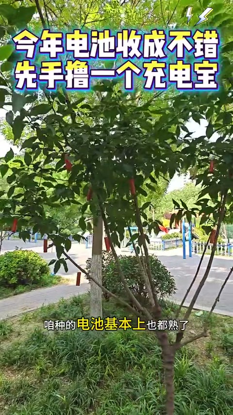 种的电池熟了，摘几个做个充电宝